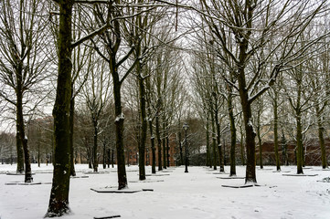 Snowy park in winter close-up