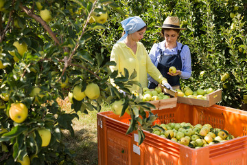 Two women harvest apples in a big box in the garden