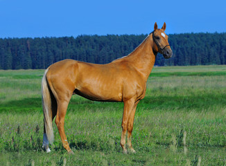 palomino akhal-teke stallion portrait outdoors in summer field