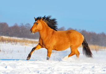 Red dun vyatskiy draft horse runs free in winter