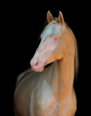 cremello horseperlino akhal-teke horse portrait isolated on white