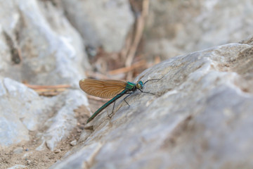 dragonfly on rock
