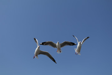 Obraz premium There are 3 seagull bird in flying action at Bang Pu, Thailand on the white background and cliping path.