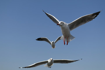 There are seagull bird in flying action at Bang Pu, Thailand on the white background and cliping path.