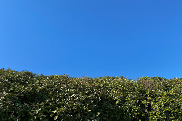 Obraz premium tree and blue sky