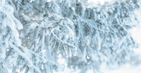 Branches of blue spruce is covered with frost