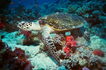 Fototapeta premium 13950017