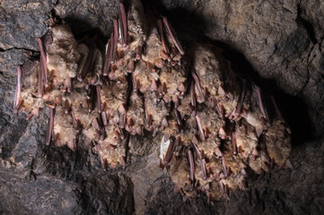 A wild some bats hangs in a dream on the ceiling of a stone cave. Little bats in the North Caucasus