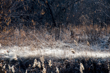 frosty glade background