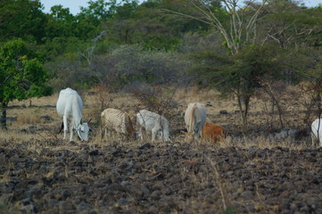Ongole cattle is an indigenous cattle breed that originates from Prakasam District in the state of...