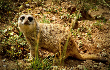 Meerkat (Suricata suricatta) a small carnivoran in the mongoose family