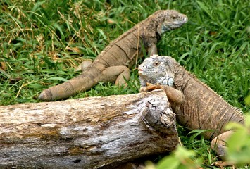 Green iguana also known as the American iguana