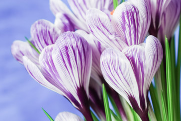 Close up of beautiful spring crocuses flower on blue background with copy space. Holiday spring flowers.