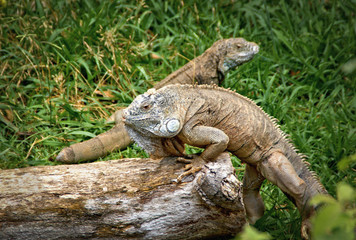 Green iguana also known as the American iguana