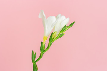 Tender white flower freesia on pink paper background. Minimal composition with one flower. Spring greeting card. Holiday concept with natural plant.