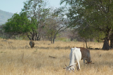 Ongole cattle is an indigenous cattle breed that originates from Prakasam District in the state of...