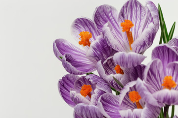 Beautiful crocuses flowers blooming bright colored on light background with copy space. Close up Gentle spring petals for postcard. Selective focus.