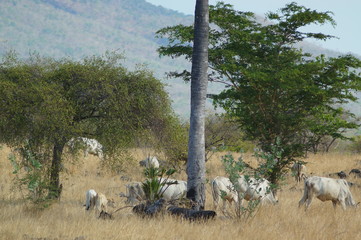 Ongole cattle is an indigenous cattle breed that originates from Prakasam District in the state of...