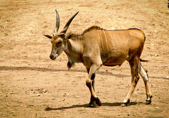 The common eland (Taurotragus oryx)