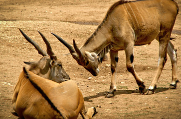The common eland (Taurotragus oryx)