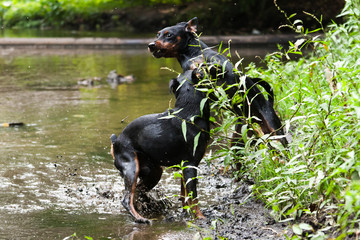 Two miniature pinscher dogs tease and swear on the river