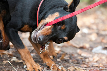 Miniature pinscher dog nibbling his leash