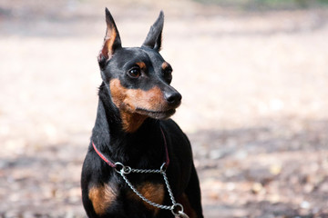 Portrait of a Miniature Pinscher Dog in a Leash
