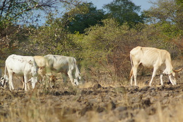 Ongole cattle is an indigenous cattle breed that originates from Prakasam District in the state of Andhra Pradesh in India. The breed derives its name from the place the breed originates from, Ongole.