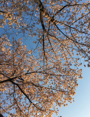 Cherry blossom (hanami) in spring time