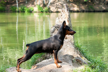 Zwergpinscher dog stands on a snag by the water