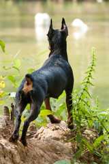 A miniature pinscher dog stands on the shore with his back to us
