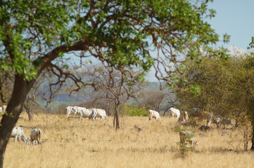 Ongole cattle is an indigenous cattle breed that originates from Prakasam District in the state of Andhra Pradesh in India. The breed derives its name from the place the breed originates from, Ongole.