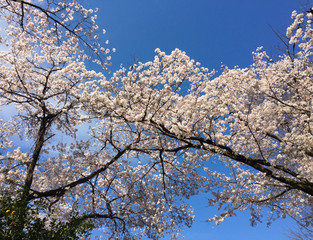 Cherry blossom (hanami) in spring time