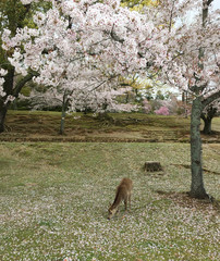 Cherry blossom (hanami) in spring time
