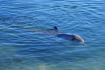 A wild dolphin in the water in Shark Bay, Australia