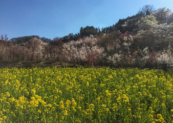 Cherry blossoms and mustard field