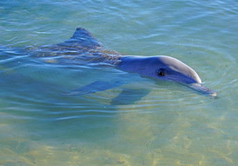 Fototapeta premium A wild dolphin in the water in Shark Bay, Australia