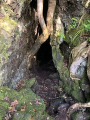 Entrance to a cave partially covered by tree roots