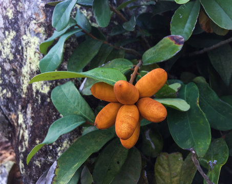 Annonaceae fruits on the plants
