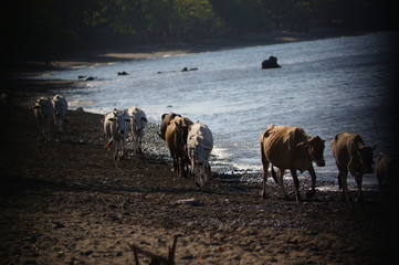 Ongole cattle is an indigenous cattle breed that originates from Prakasam District in the state of...