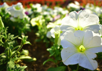 Group flower in garden at Thailand