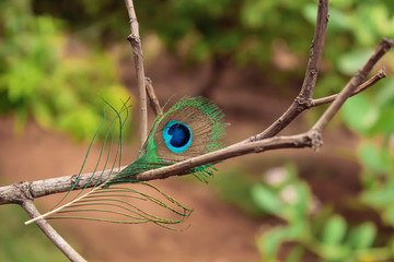 top view of peacock feathers,peacock tail on tree branch,little peacock feathers or tail