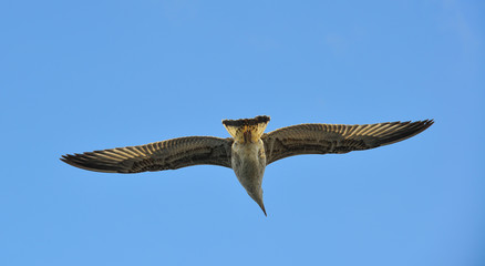 Seagull flying over Bosphorus Strait