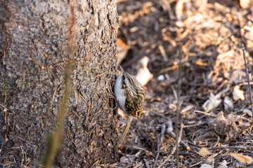 common treecreeper on a tree