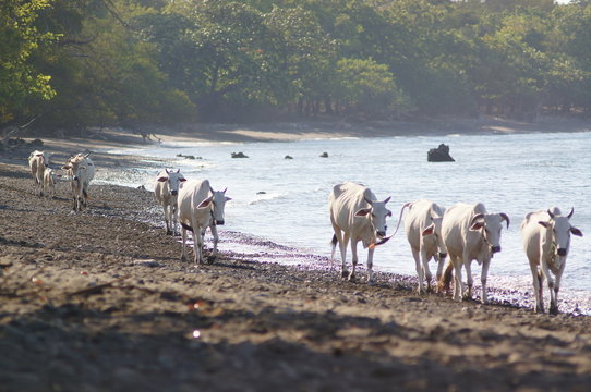 Ongole cattle is an indigenous cattle breed that originates from Prakasam District in the state of Andhra Pradesh in India. The breed derives its name from the place the breed originates from, Ongole.