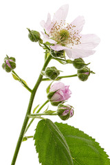 Flowers of blackberry, lat. Rubus fruticosus, isolated on white background