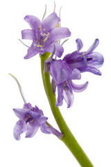 Naklejka premium Kwiat dzikiego hiacyntu, łac. Hyacinthoides hispanica, na białym tle