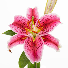 Fototapeta na wymiar Big crimson flower of oriental lily, isolated on white background