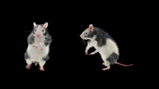 Rat Dance CG fur 3d rendering animal realistic CGI VFX composition 3d mapping cartoon, Animation Loop, With Alpha Channel