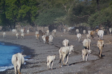 Ongole cattle is an indigenous cattle breed that originates from Prakasam District in the state of...